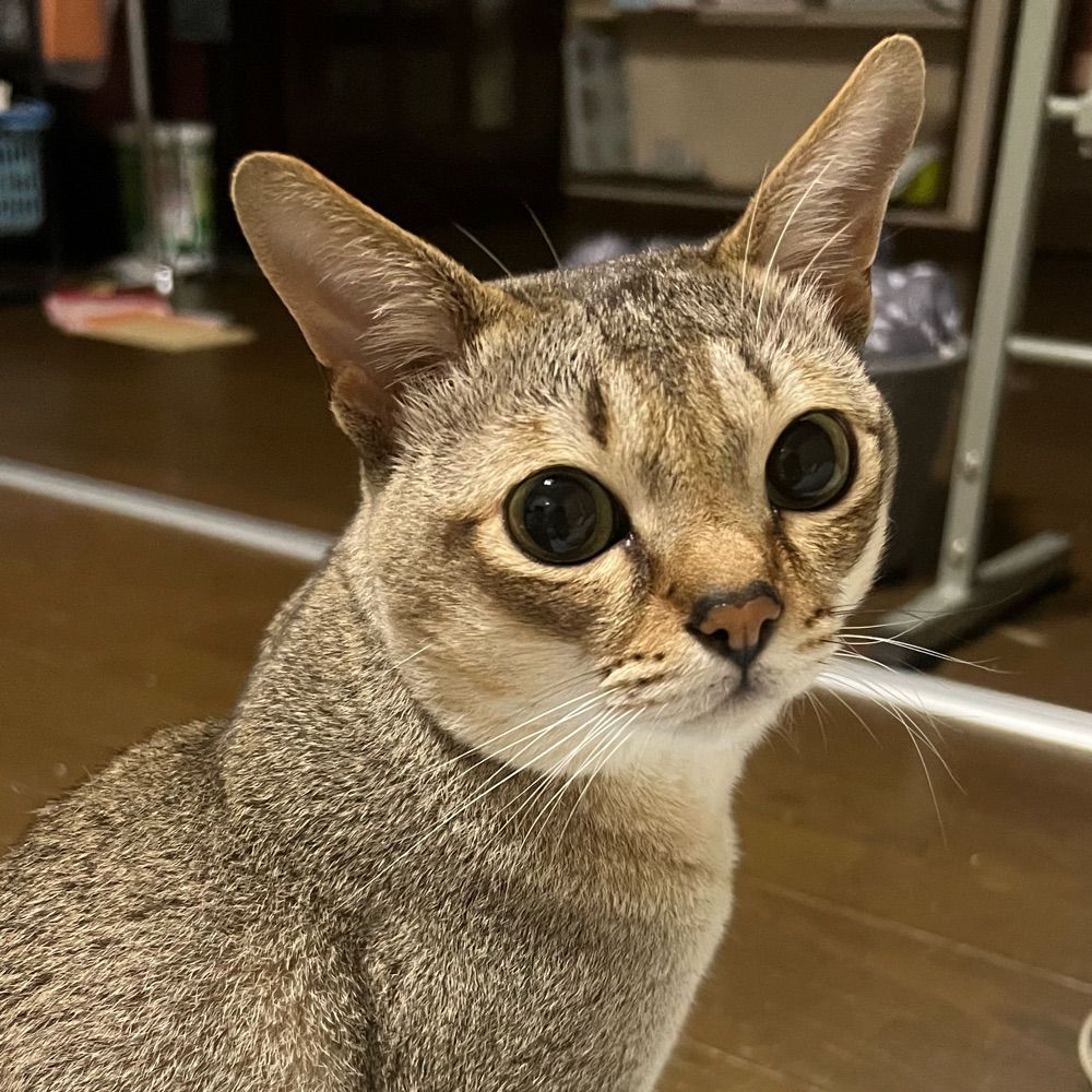 ふかぽし