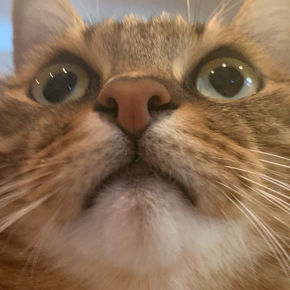 みー
