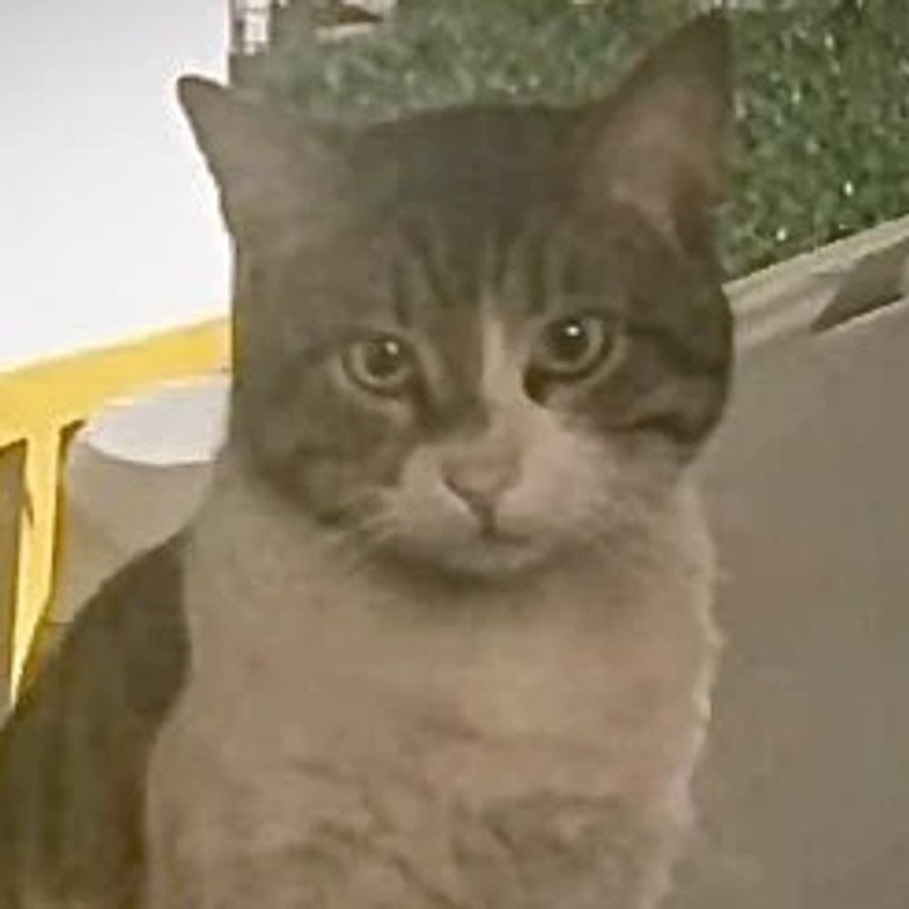 Kedi Eros