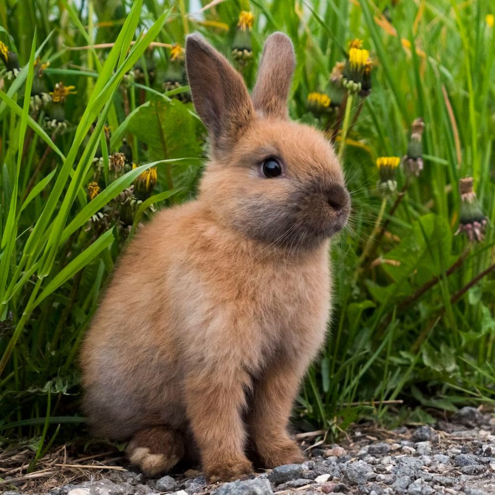 The Funny Bunny