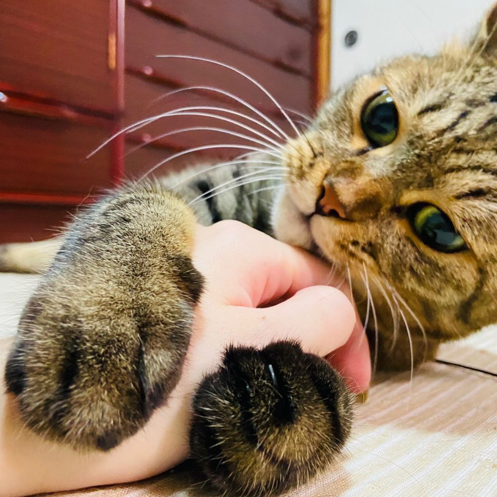ぴけとらくん