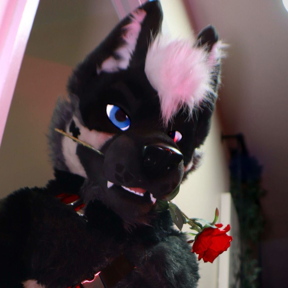 🦴 Shep’s Bone 🦴