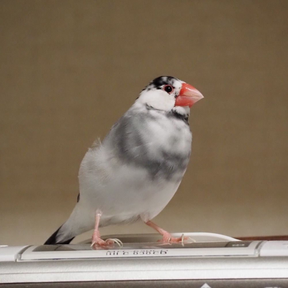 羽根歌よよみ