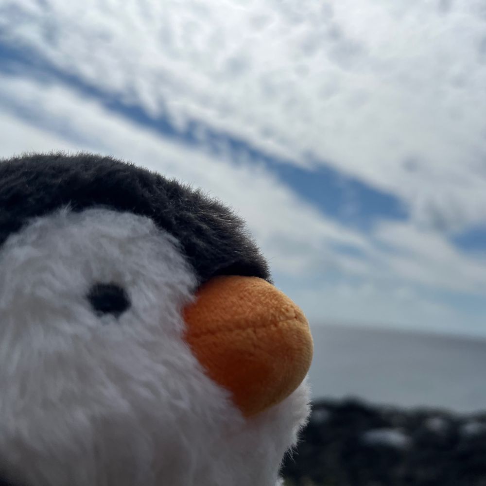ぽむちょび