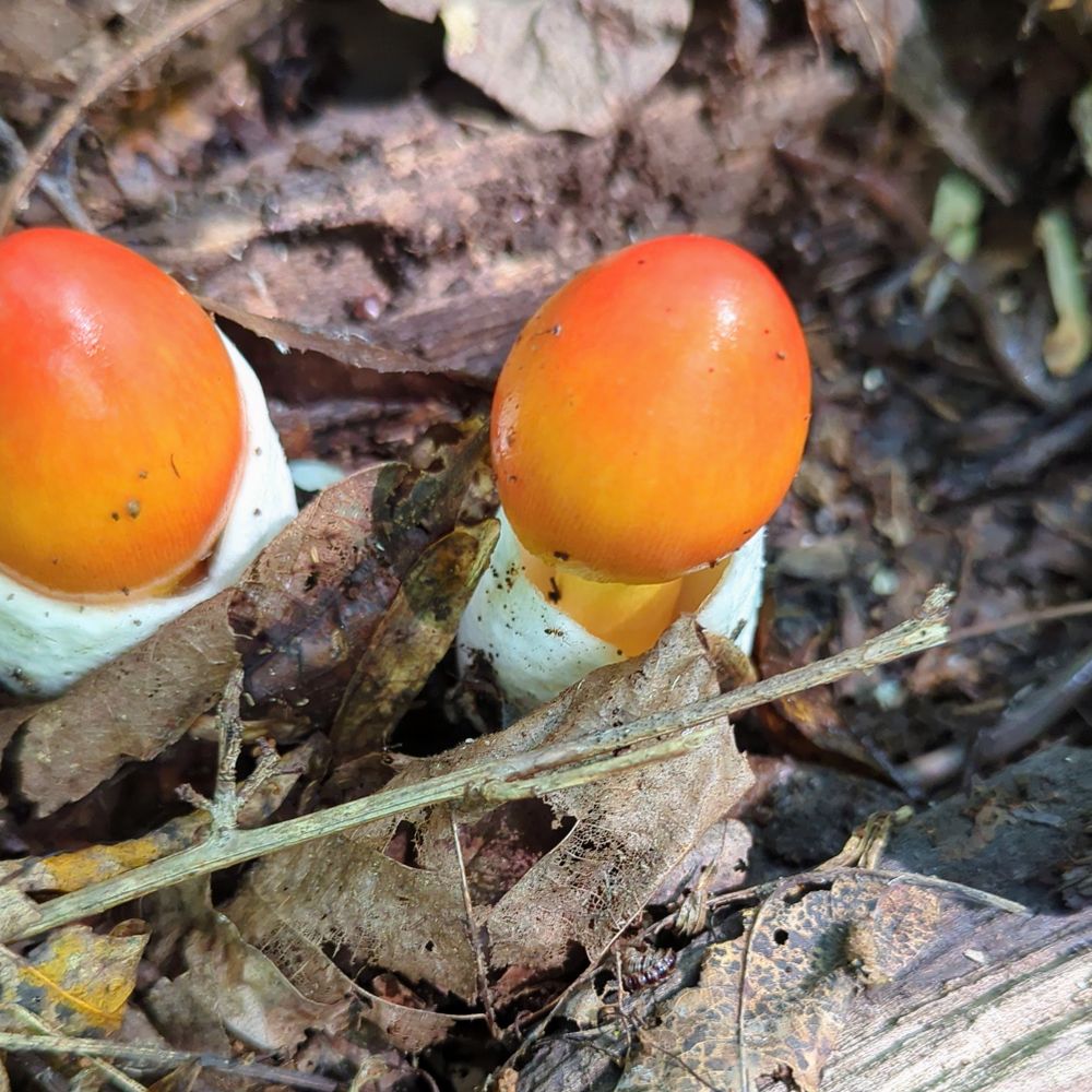 FungiForager