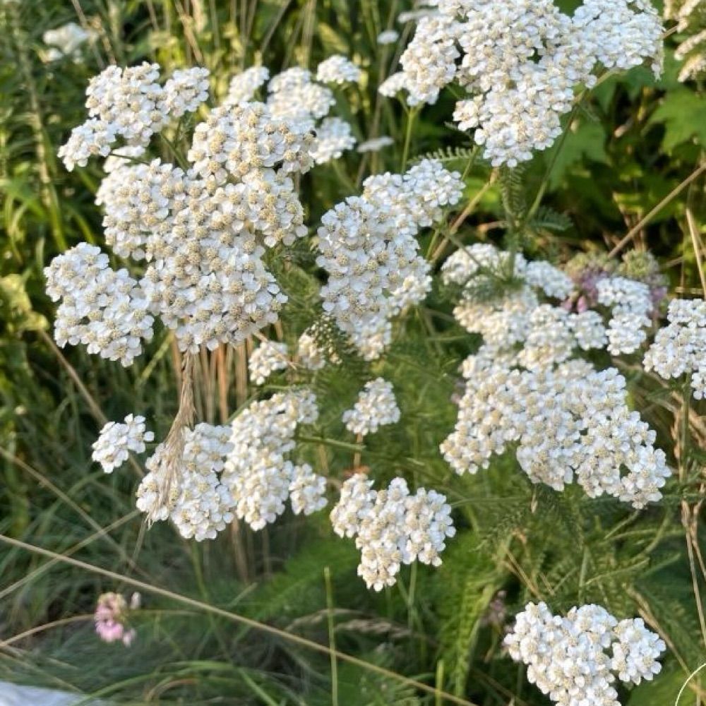 Alder Enviro 🌱
