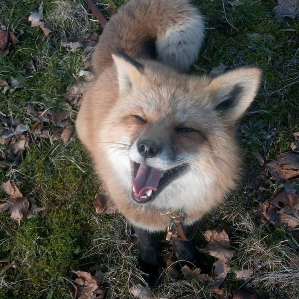🌈THE transid fox !!🍓
