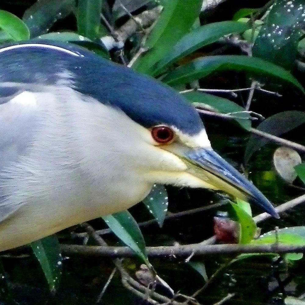 birb