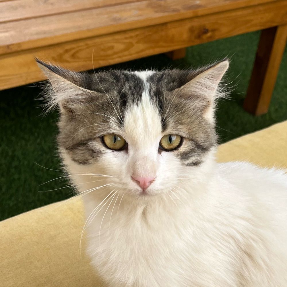 al
