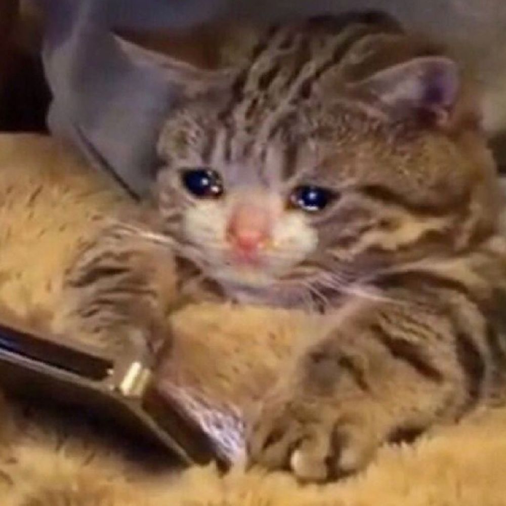 또짱