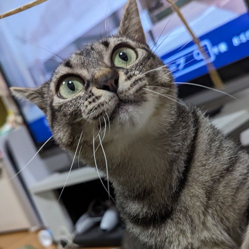 ハチ子