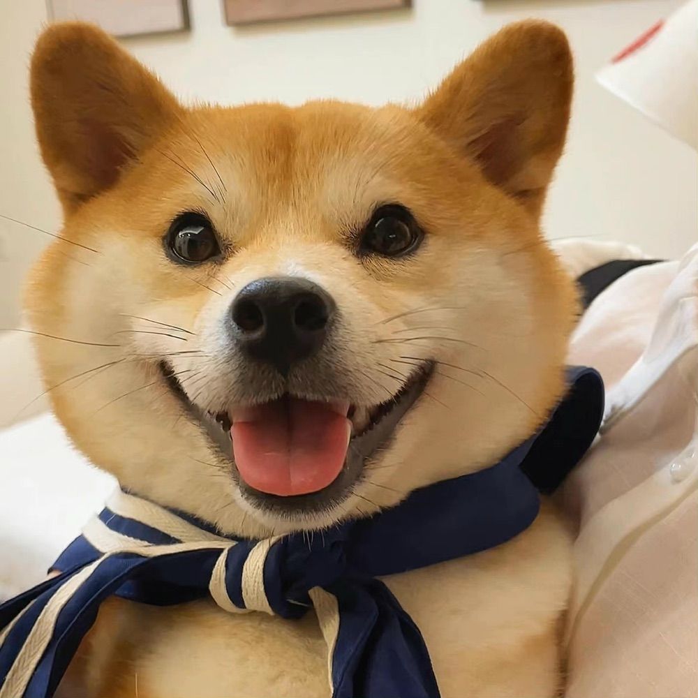 黑柴柴