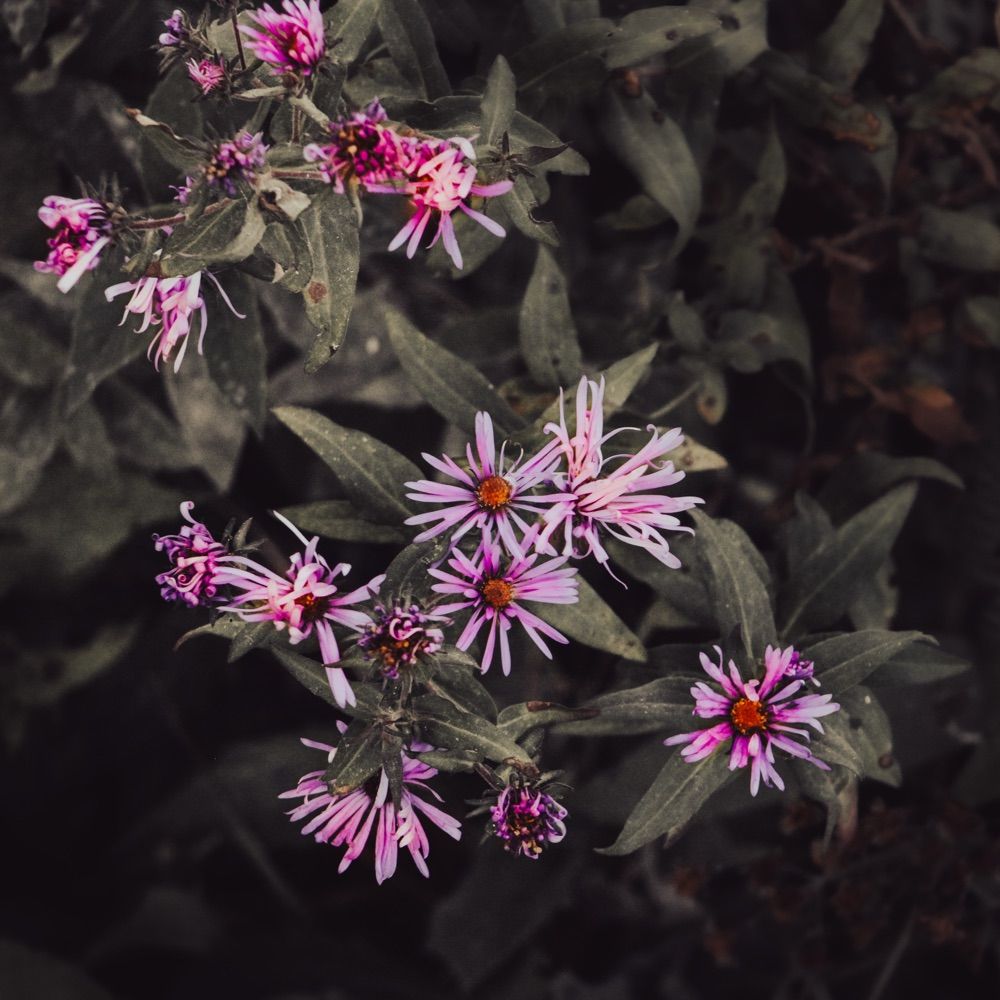Schardein Imagery