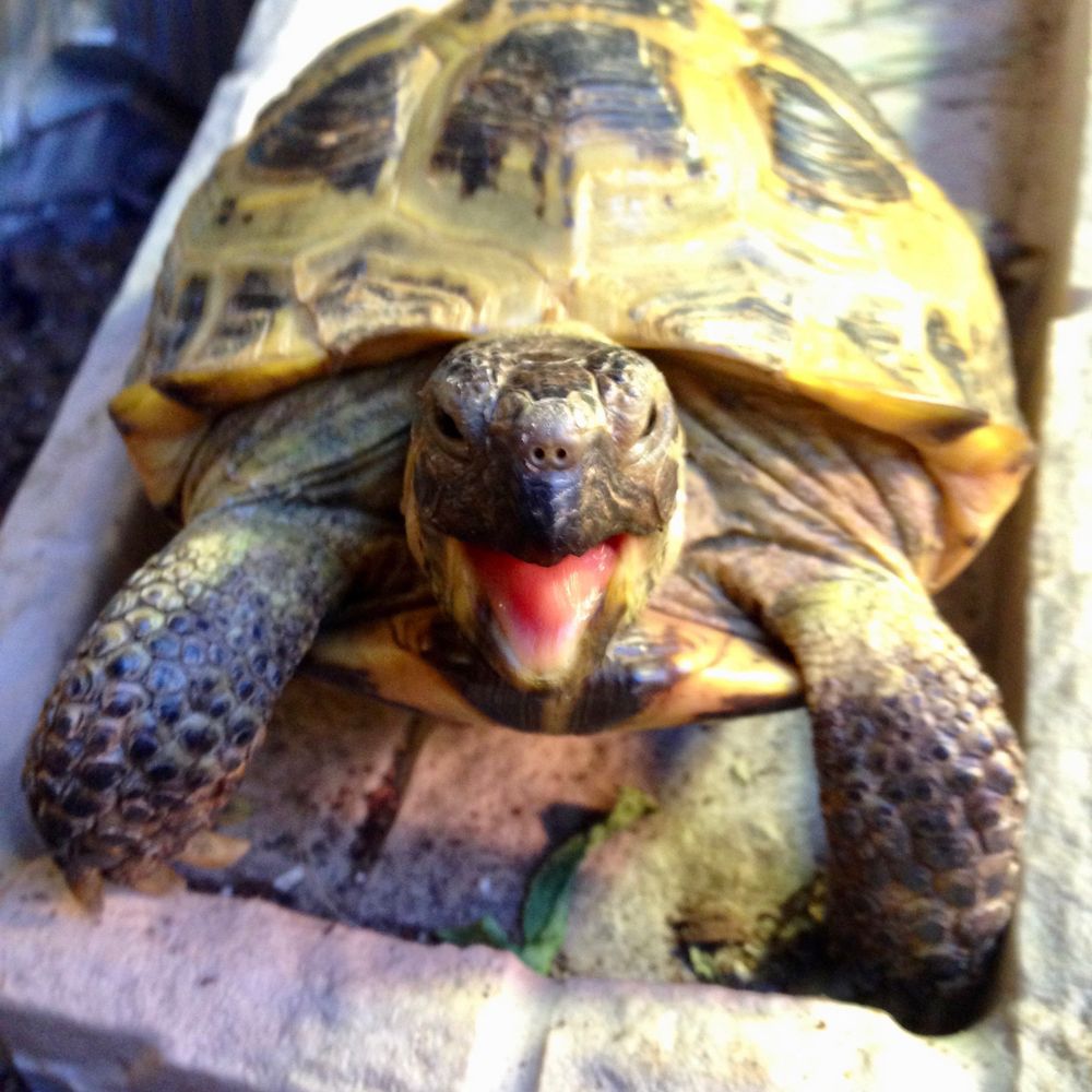 TortTime