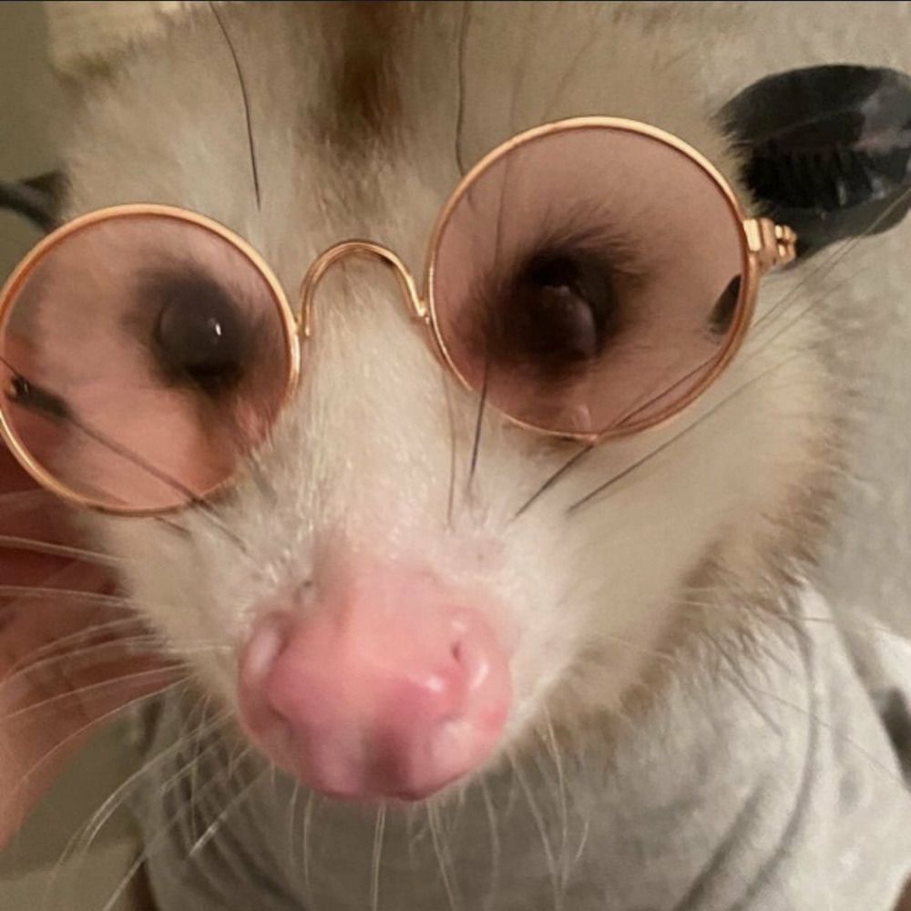 FunnyPossum