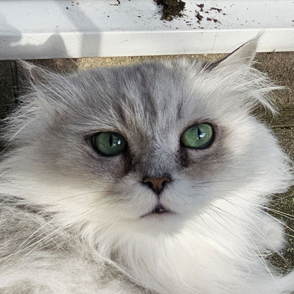 Simon