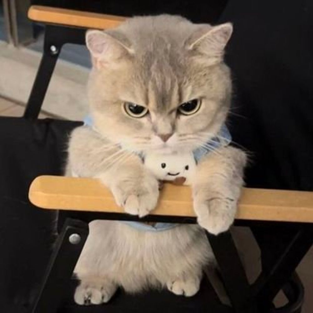 Antidepressant Cats.