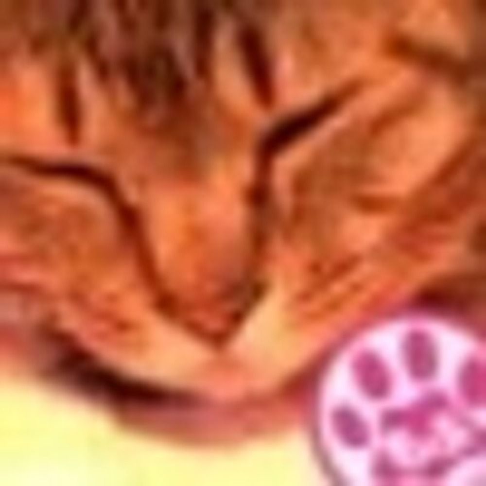 猫姫日記