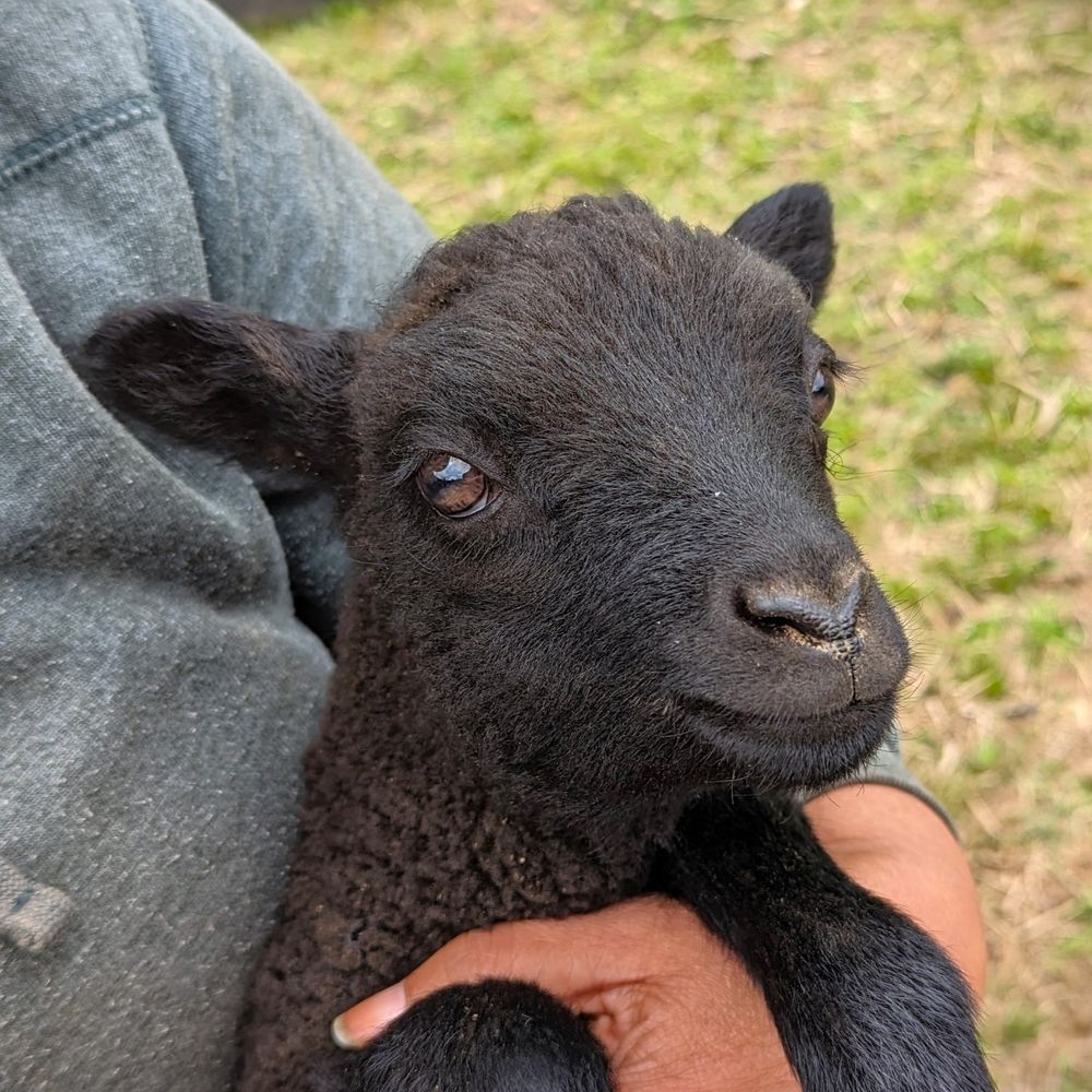 nonSheep