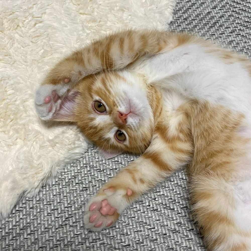 s. 