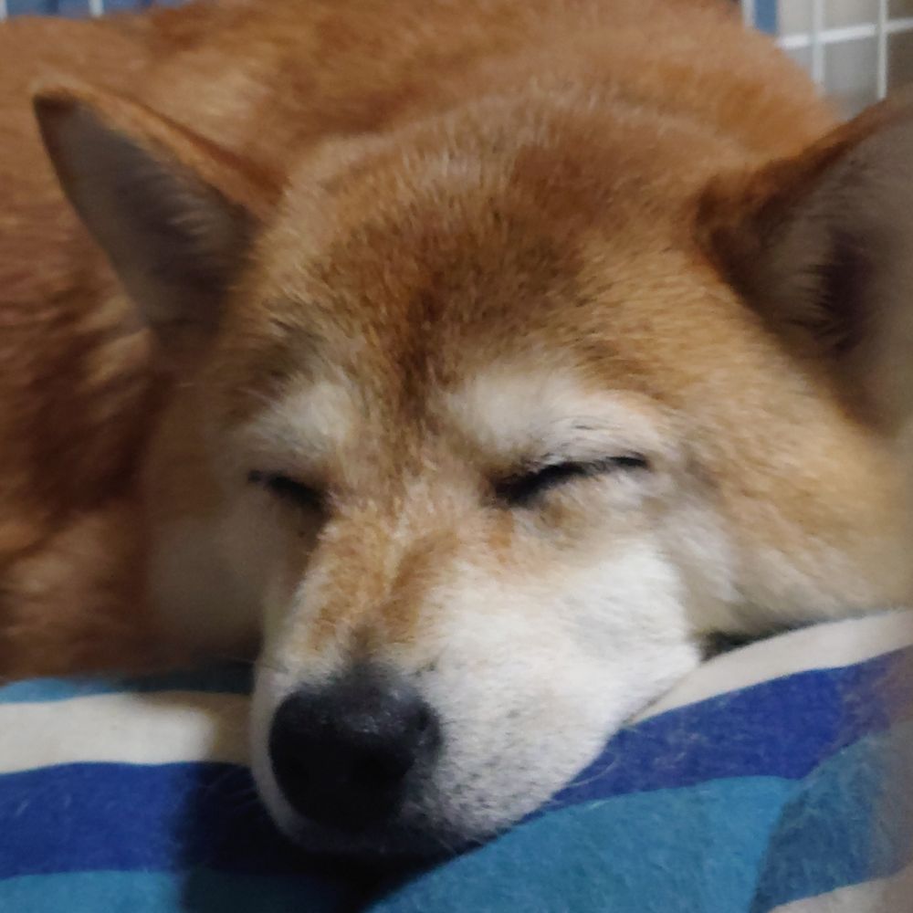 ないぐる/犬ドッグ