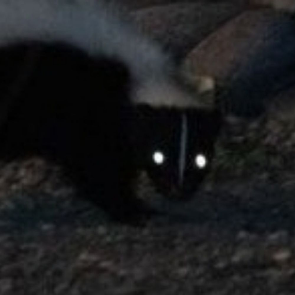 Cave Dwelling Skunkie
