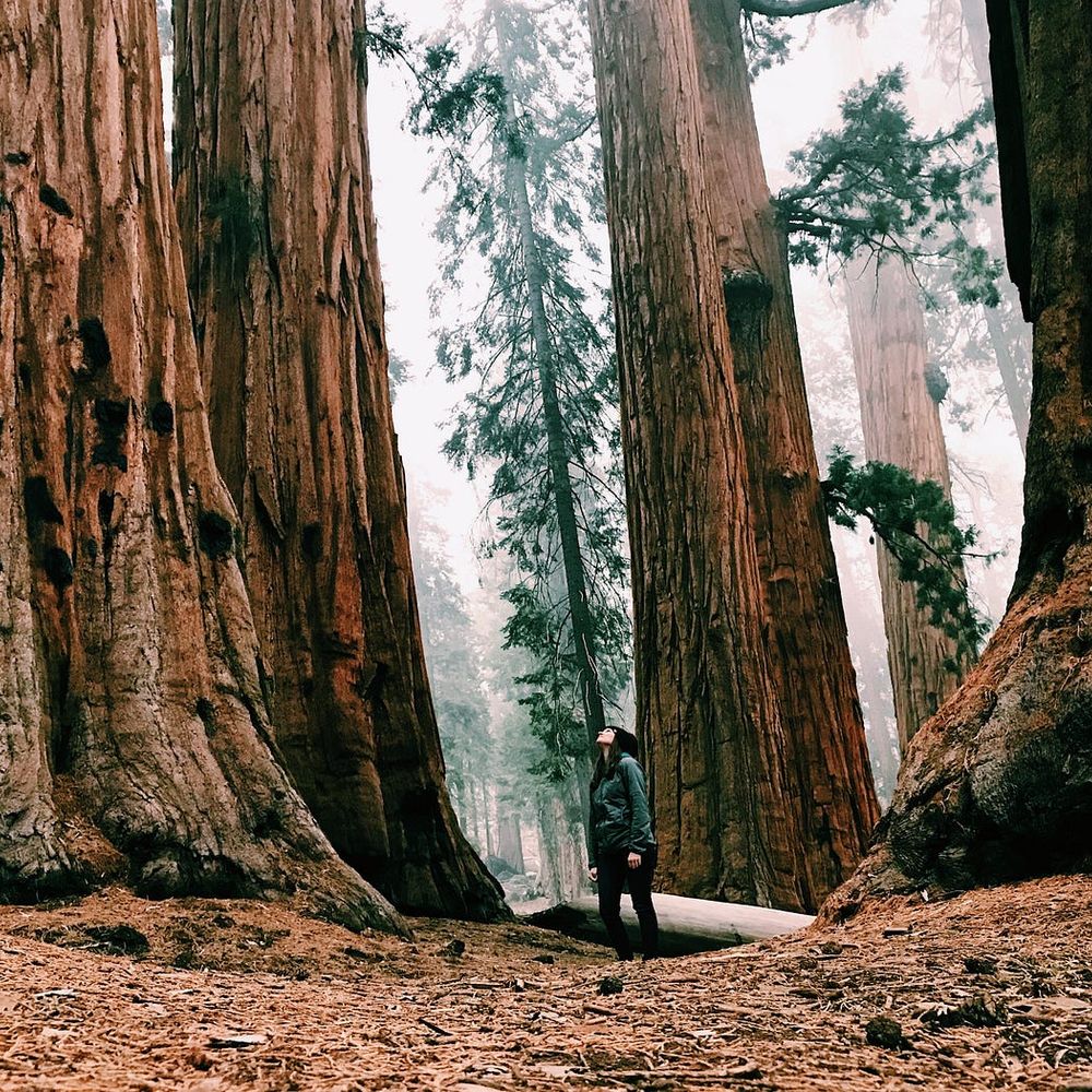 argueswithtrees