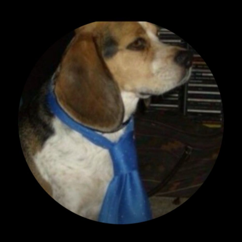 Jedi Beagle