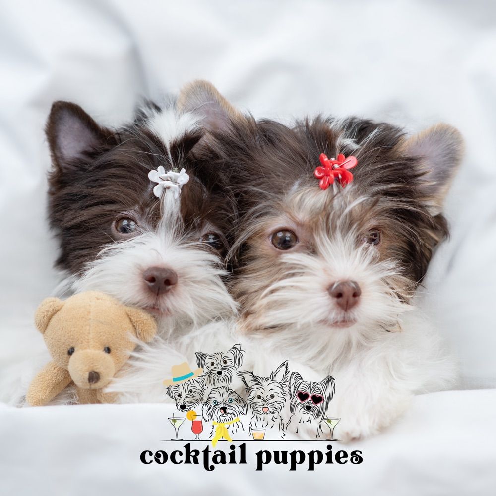 Profile picture cocktailpuppies.bsky.social