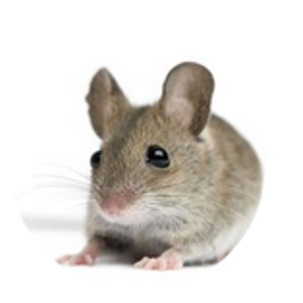 little grey mouse