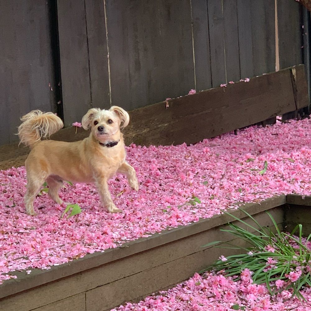 MarleyBearPNW
