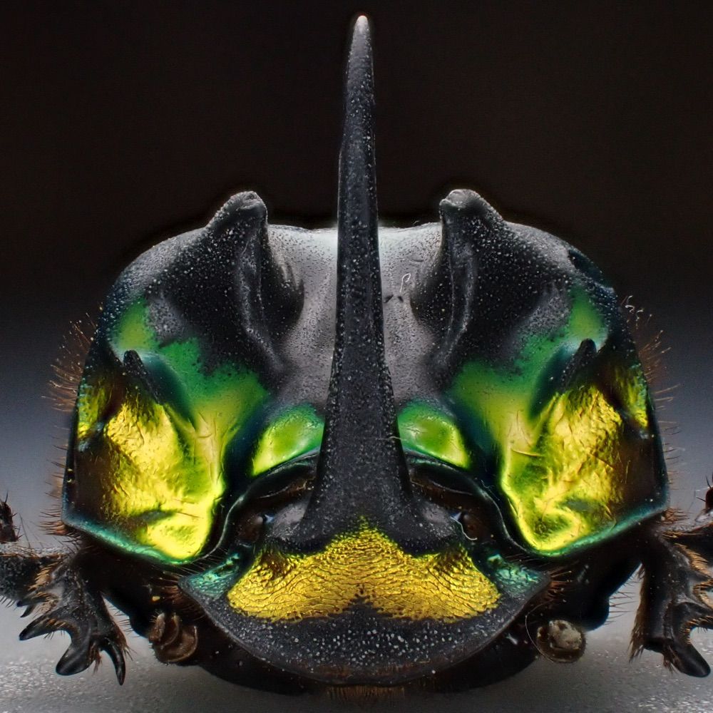 Damaster &  Carabus