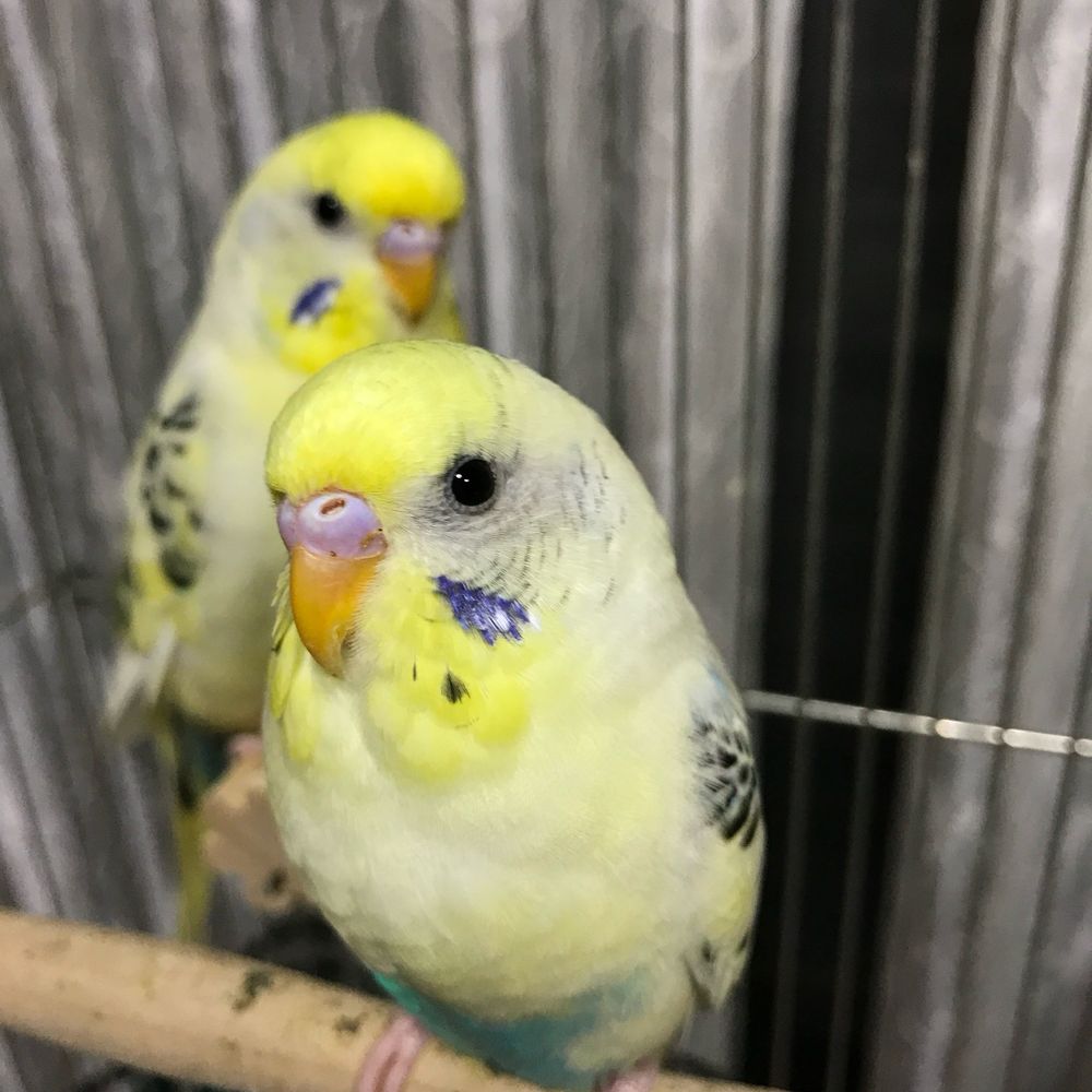 キバミのあんちゃん