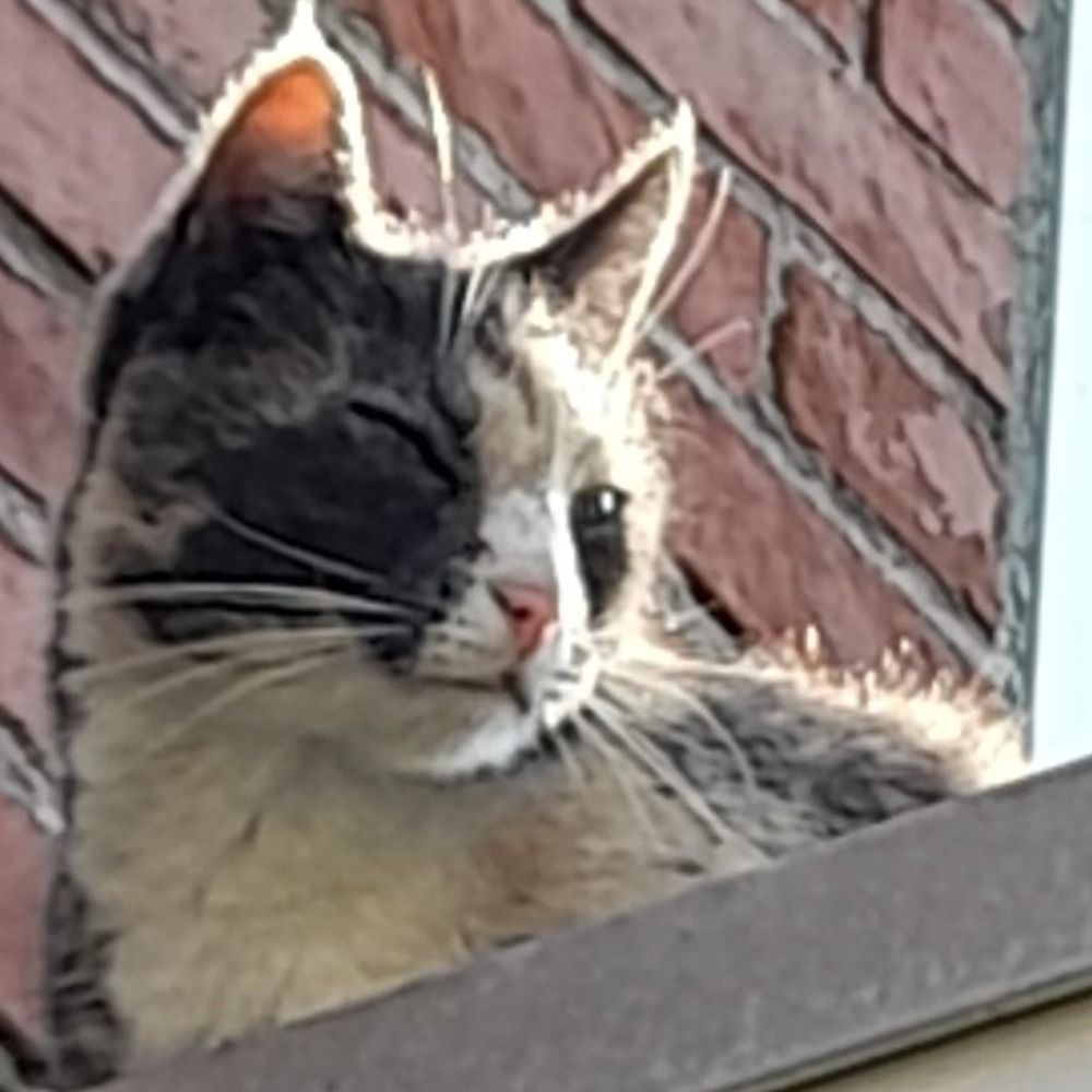 Roza en haar personeel