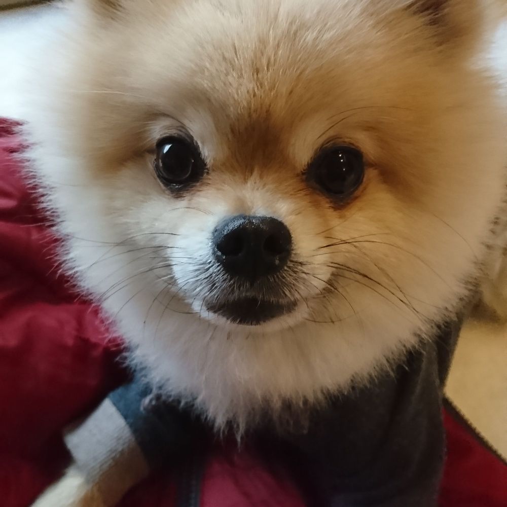 ころしゃーく