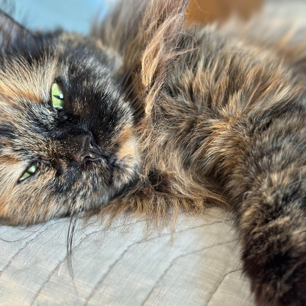 mia