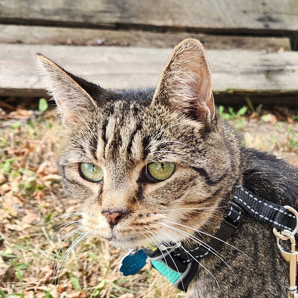 ParadoxCat