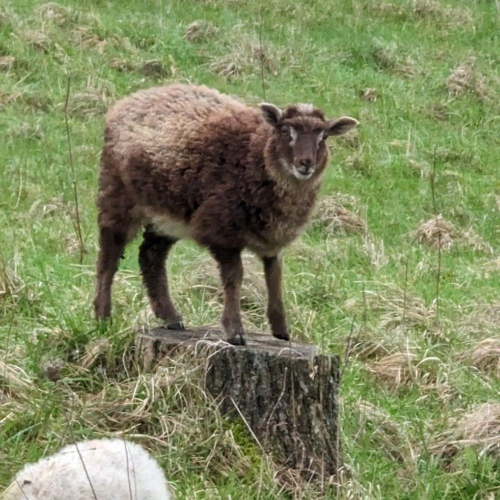 Farming sheep for a living.