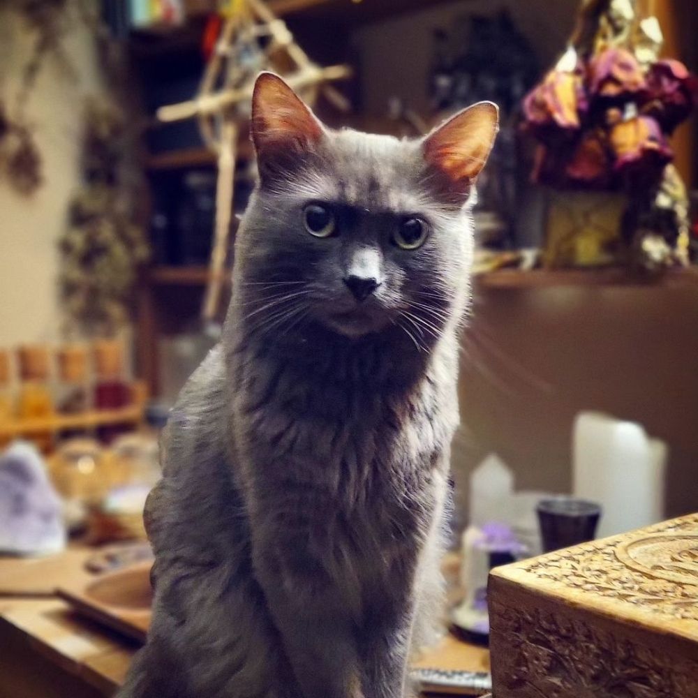 Nori's Cabinet of Curiosities