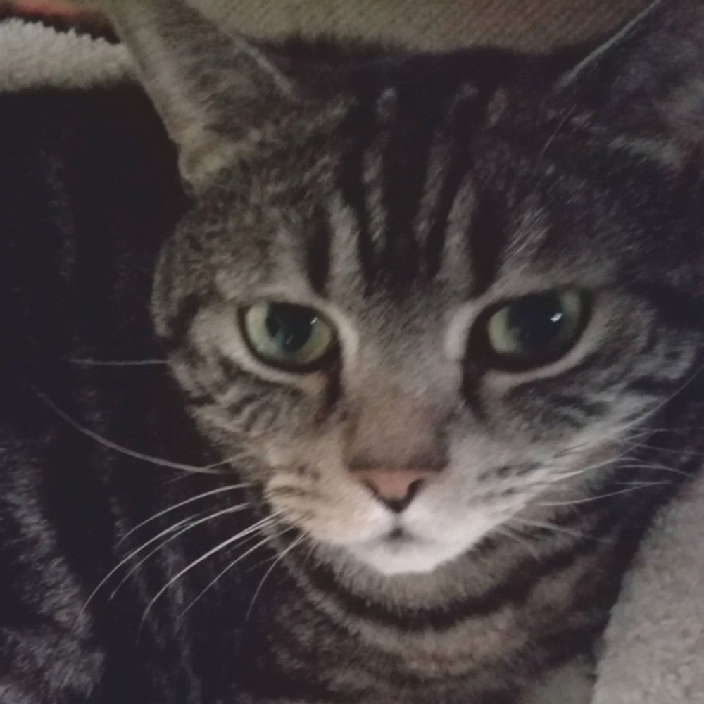 ねこやまだ
