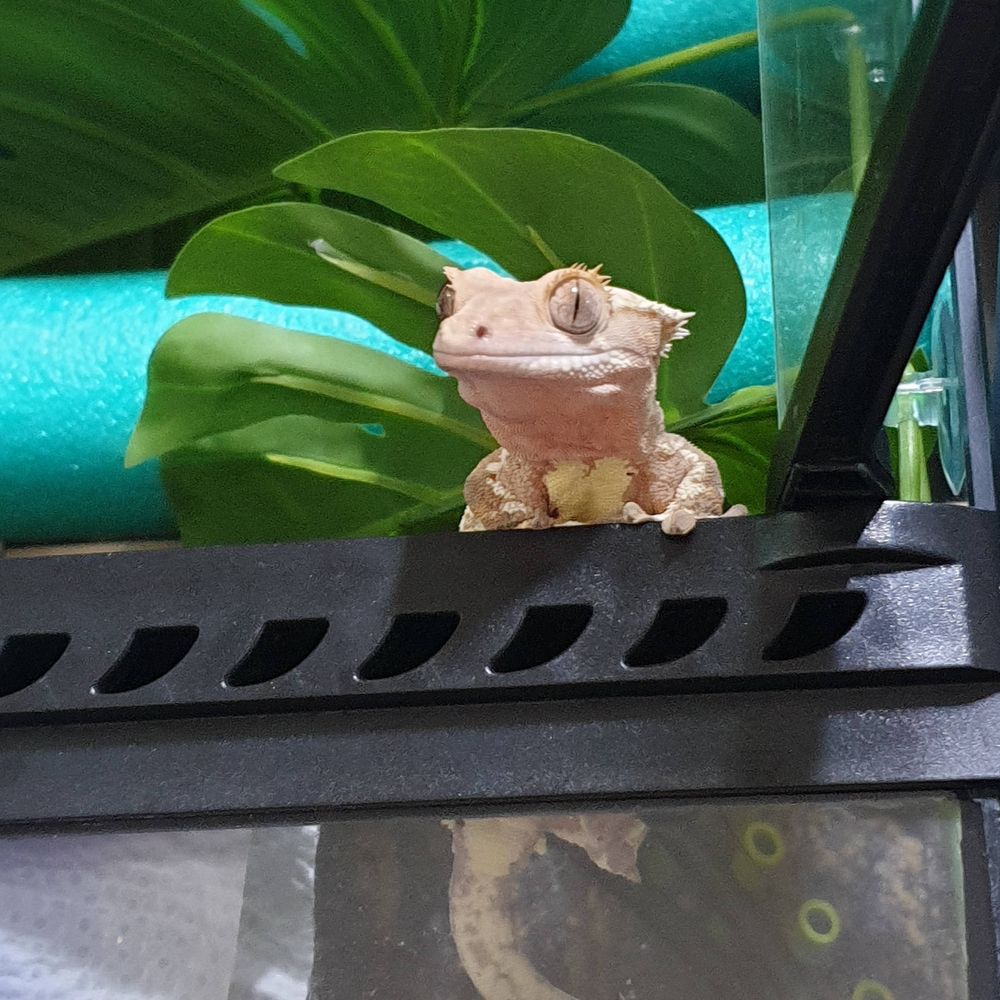 미그미🦎