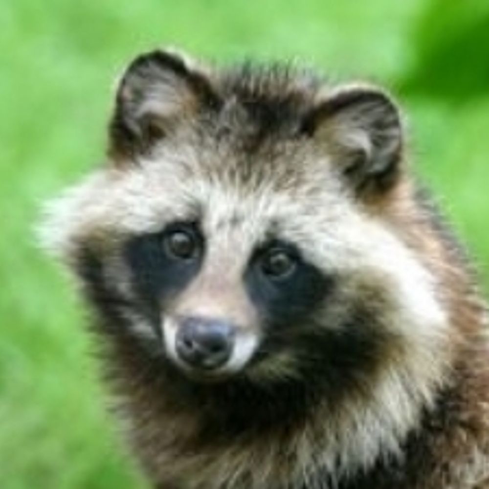 Woody Raccoon Dog's avatar