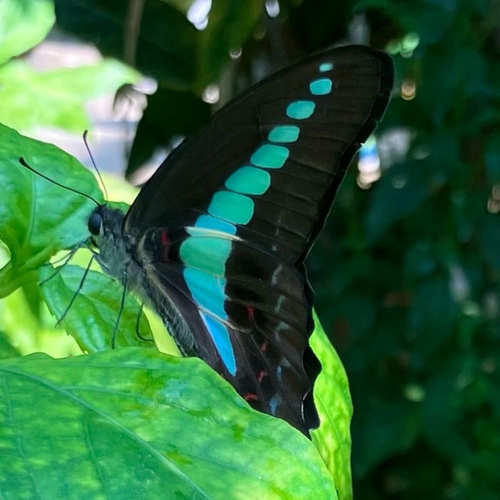 🦋chamu🦋