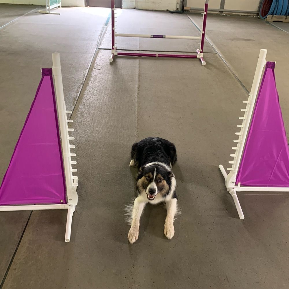 Agility Junkies