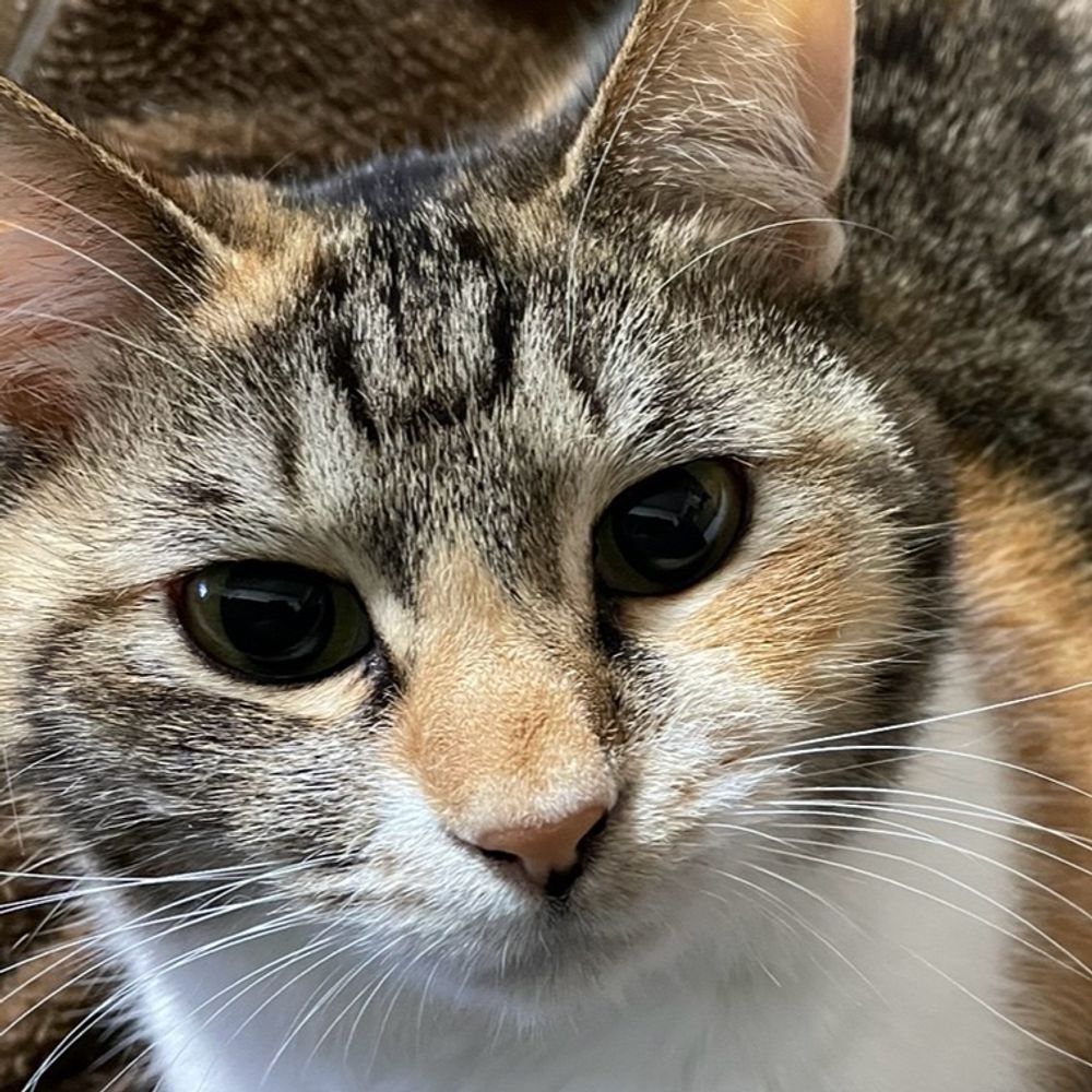 すこ