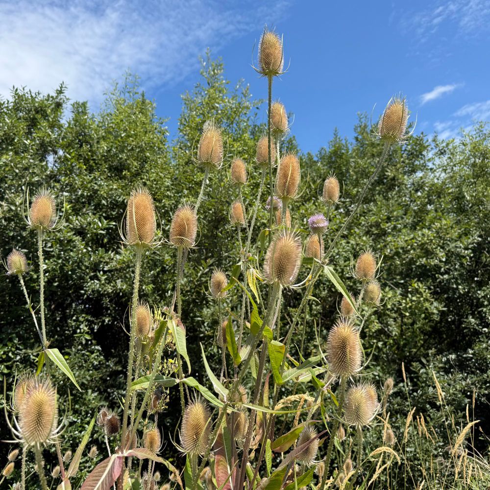 wildteasel.bsky.social profile picture