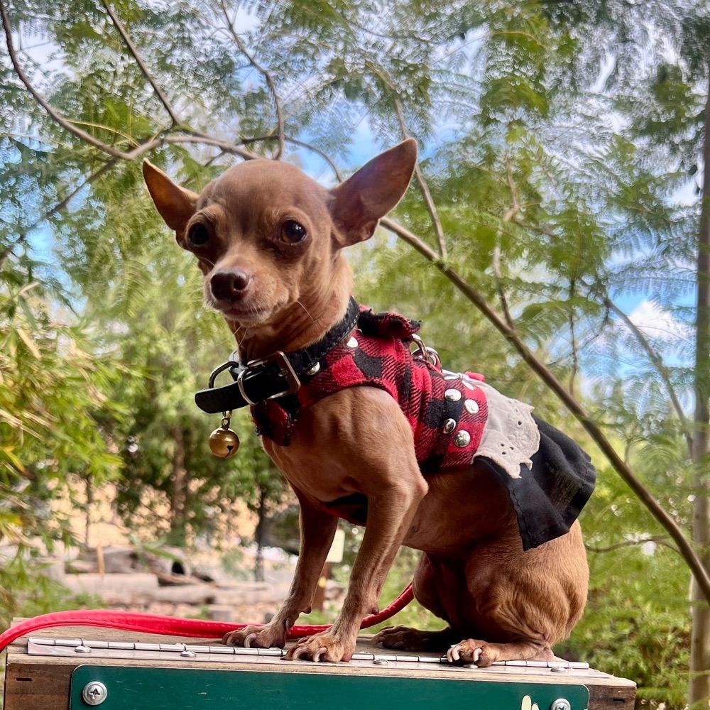 MyPetSmiles