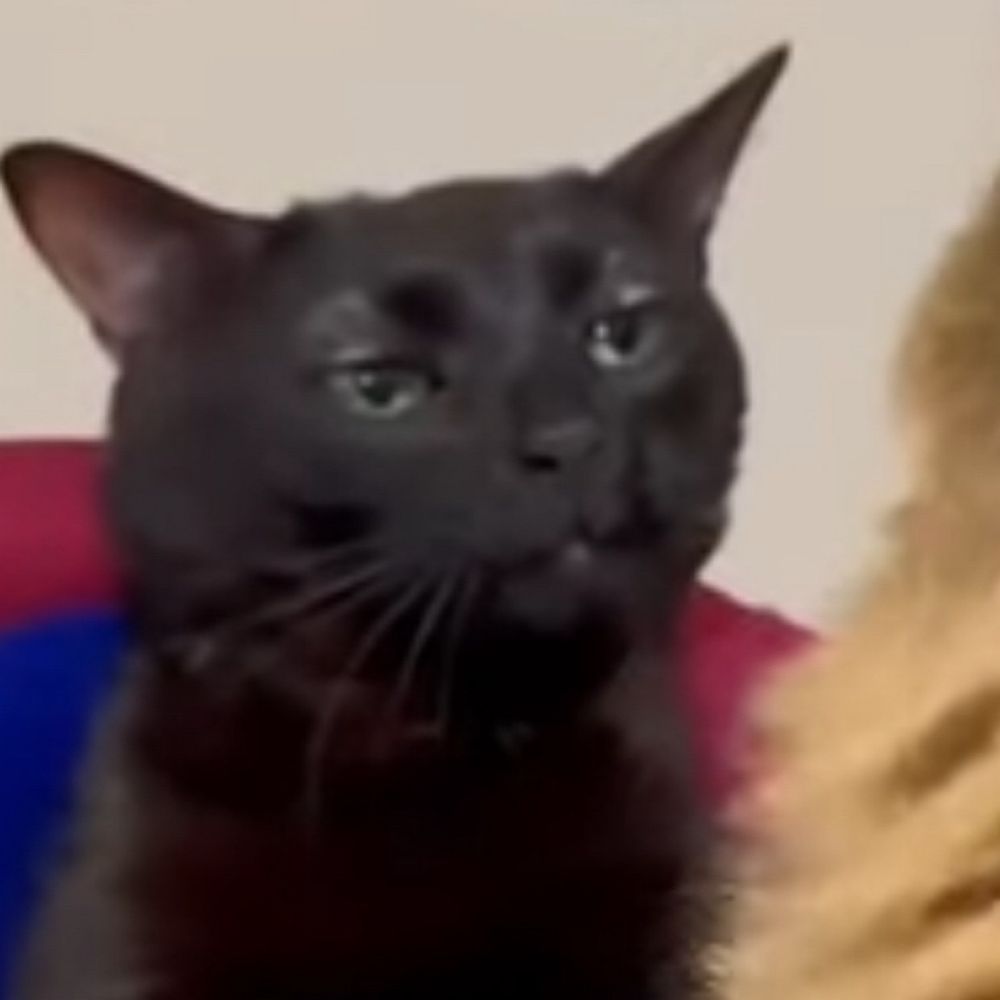 のしを