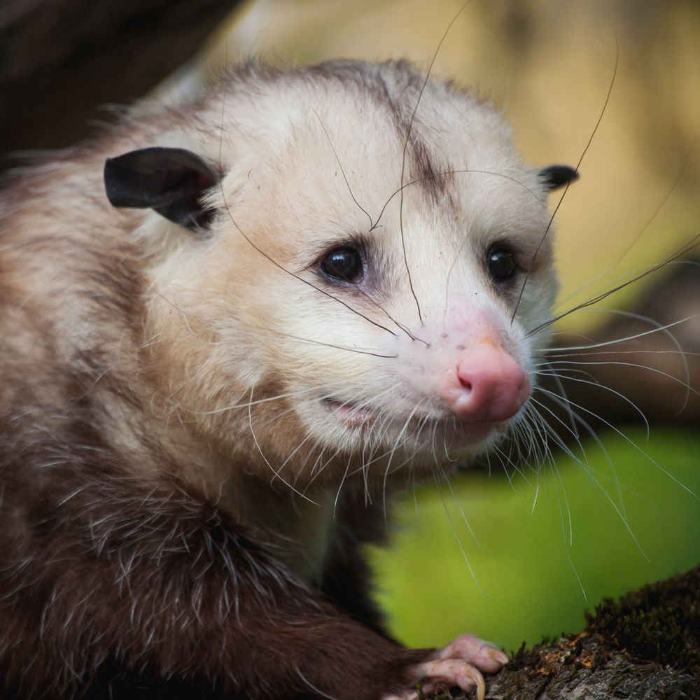 moussie