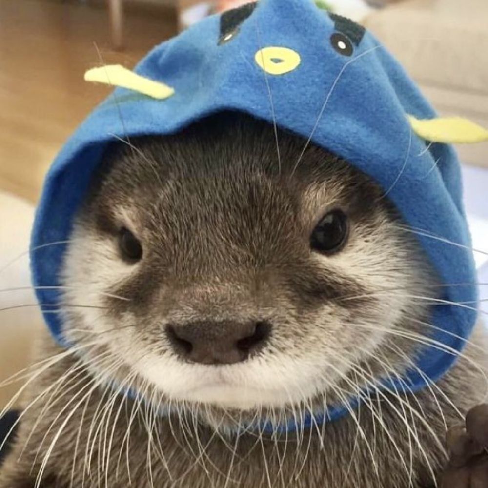 lekadojão